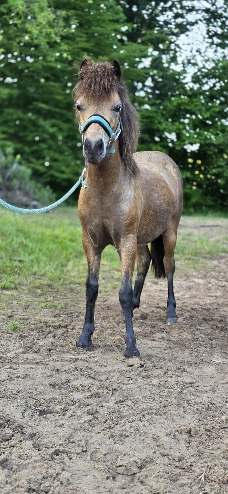 Opfok / afspenen tijdelijke plek gezocht 1 jarige ruin shet, Dieren en Toebehoren, Stalling en Weidegang, Opfok, 1 paard of pony
