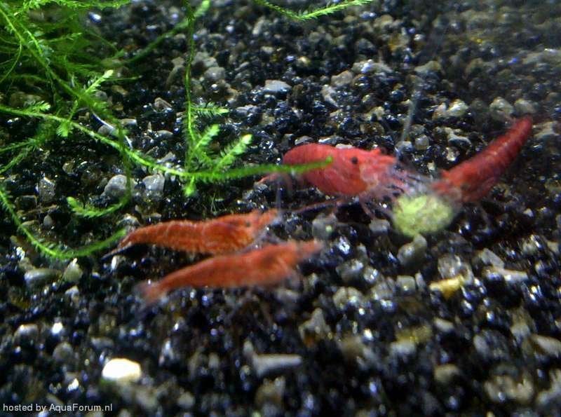 Vuurgarnalen, vuurgarnaaltjes, cherrygarnalen te koop, Kreeft, Krab of Garnaal, Zoetwatervis, Schoolvis