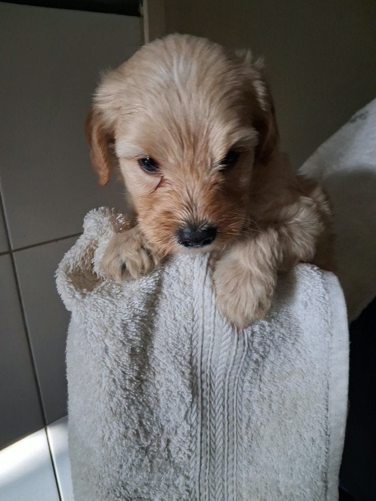 mooie puppy,s labradoodles 1 teefje en 3 reutjes, Dieren en Toebehoren, Overige rassen, 8 tot 15 weken, Meerdere, Meerdere dieren
