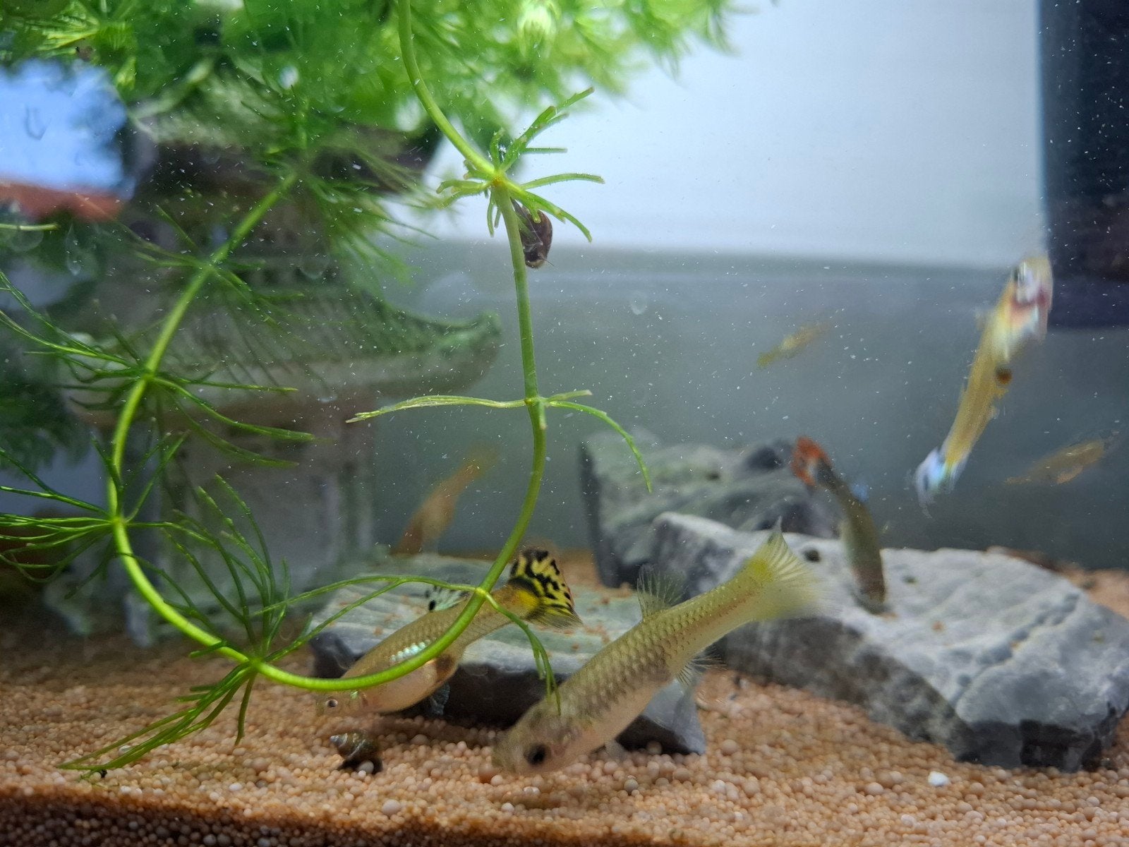 Guppen vrouwtjes, Dieren en Toebehoren, Vissen | Aquariumvissen, Vis