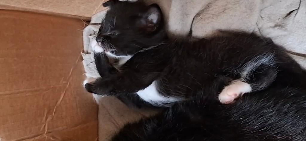 Jonge kittens  zwart witte poesjes, Meerdere dieren, Kortharig, 0 tot 2 jaar