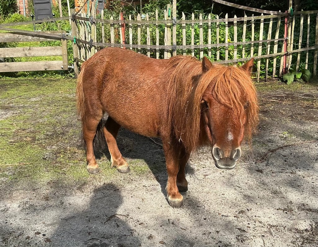 Lieve, kleine shetlander merrie, Dieren en Toebehoren, Pony's, Merrie, Niet van toepassing, 0 tot 2 jaar, A pony (tot 1.17m)