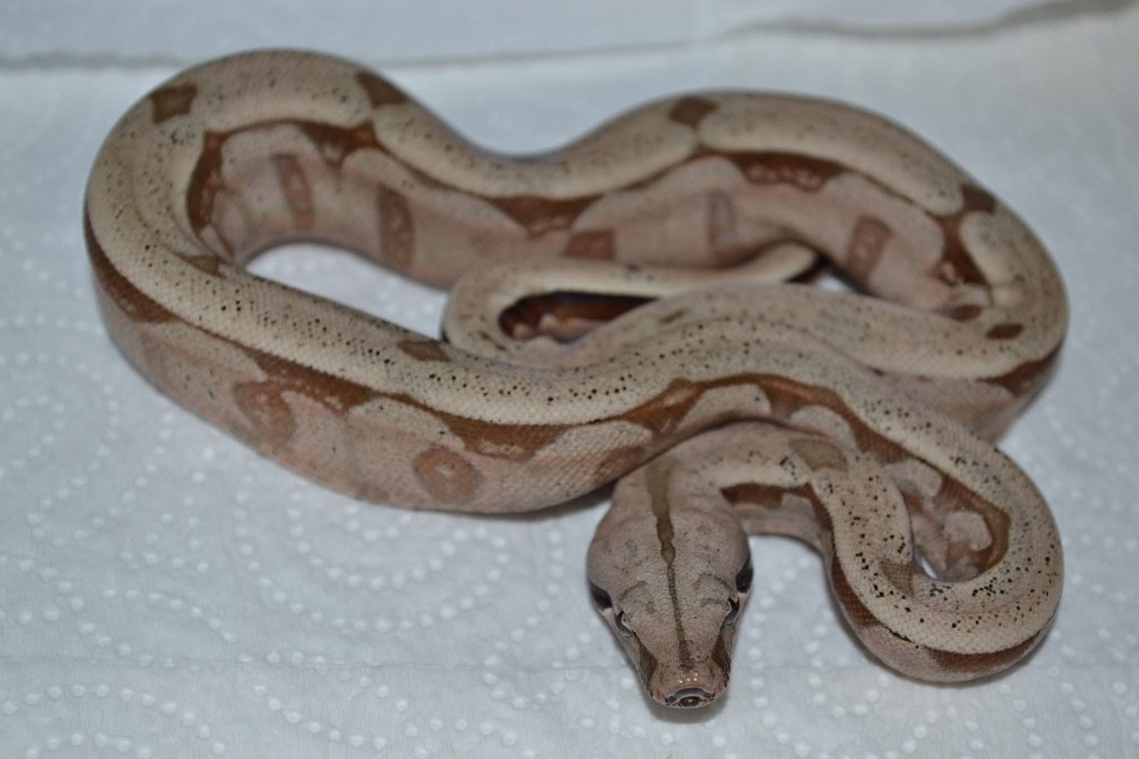 Boa constrictor amarali Boa Constrictor photo 2