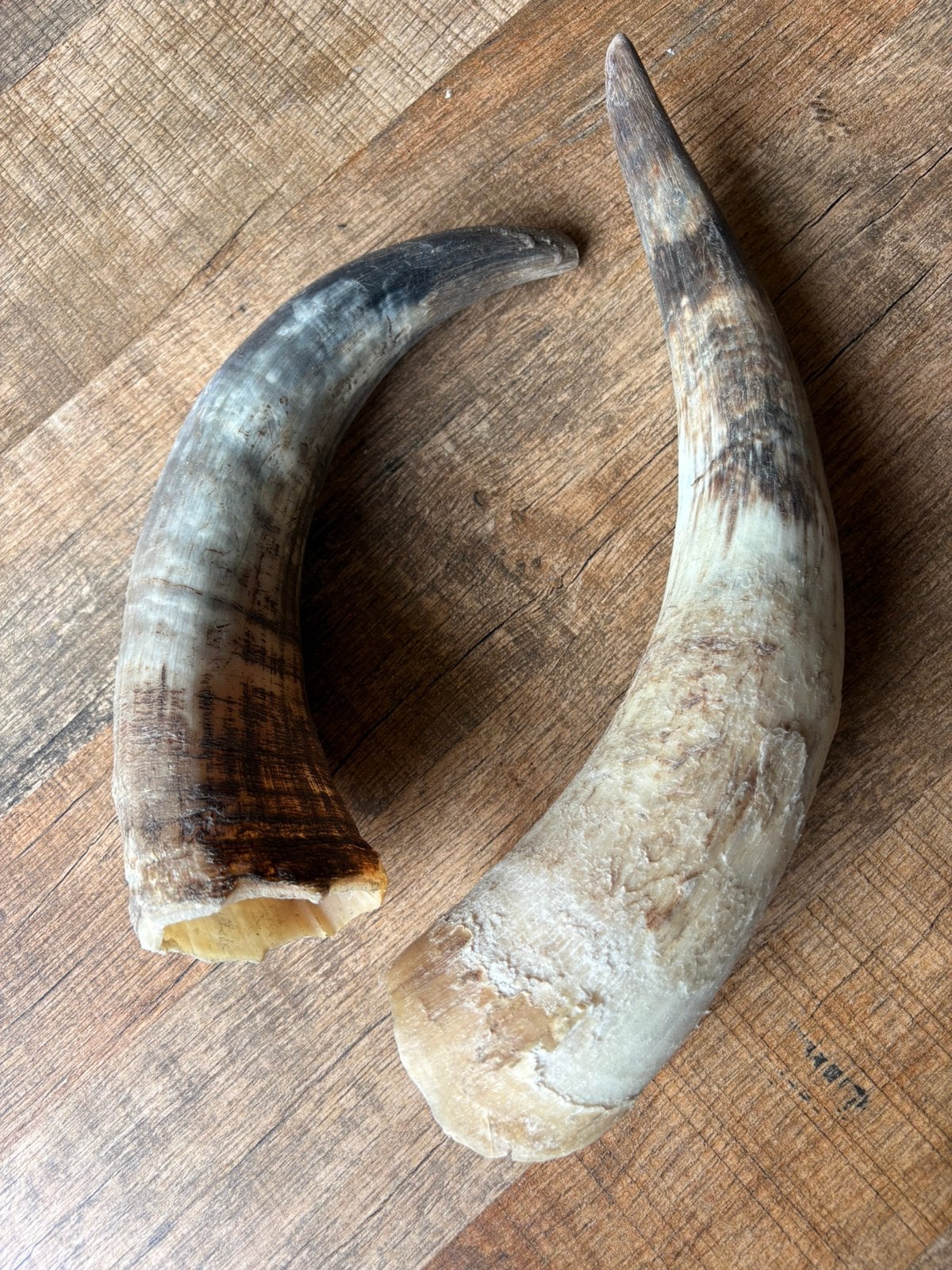 2 koeien hoorns, Ophalen of Verzenden, Zo goed als nieuw