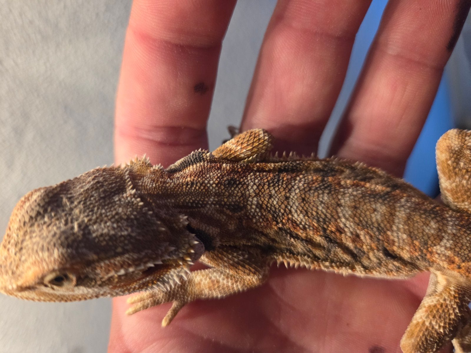 Baardagaam Pogona Vitticeps Red Orange Tiger Bearded Dragon photo 4