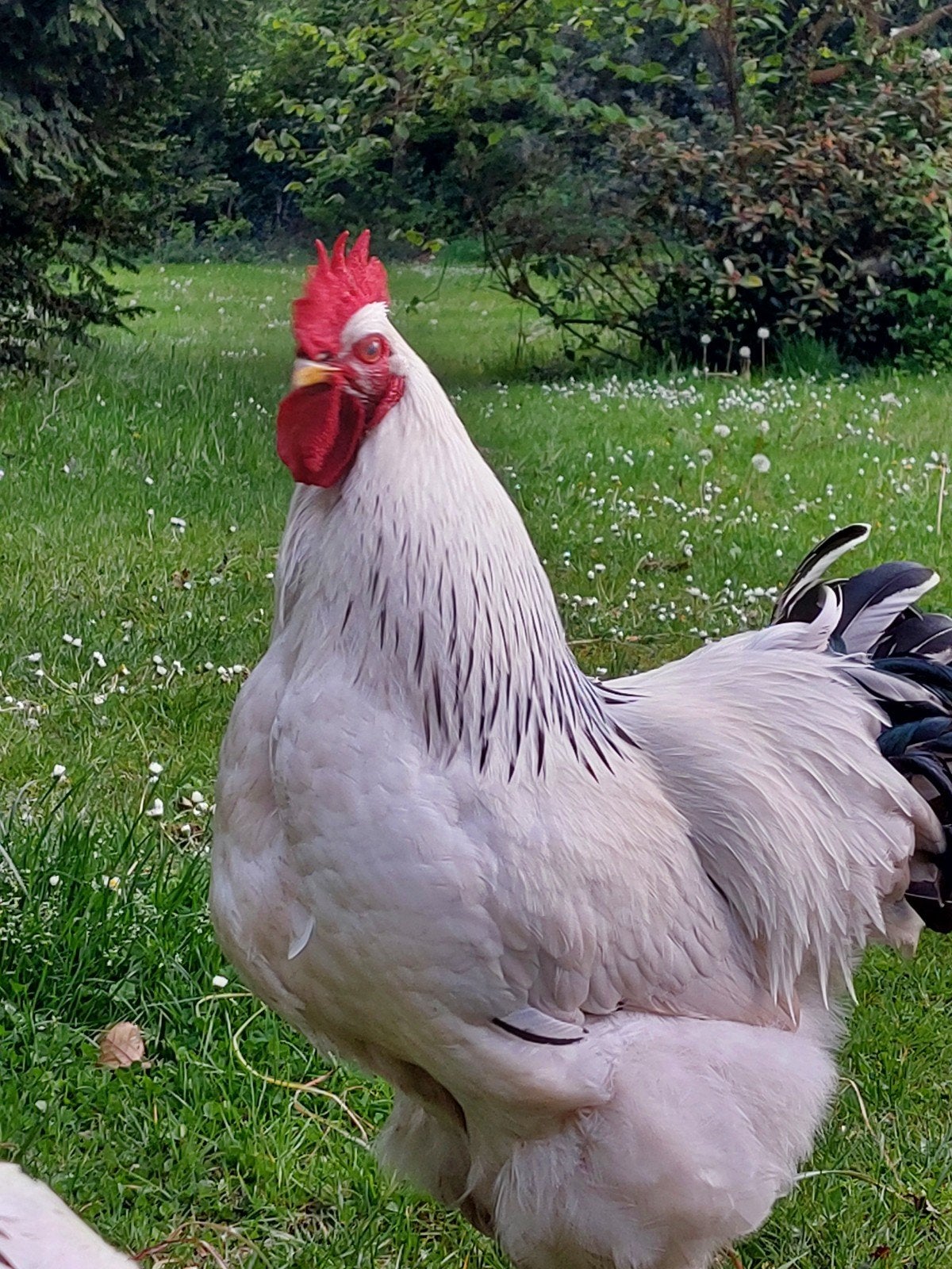 Brahma Sussex haan, Dieren en Toebehoren, Mannelijk, Kip