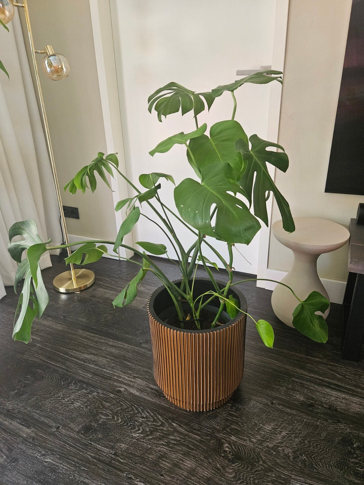 Mooie Monstera kamerplant inclusief gouden pot Capi, Ophalen, Halfschaduw, 100 tot 150 cm