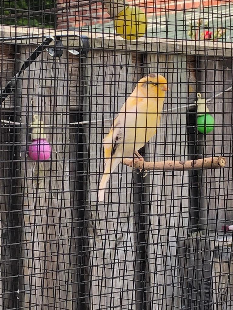 Gezocht kanarie poppen, Dieren en Toebehoren, Vogels | Parkieten en Papegaaien, Vrouwelijk