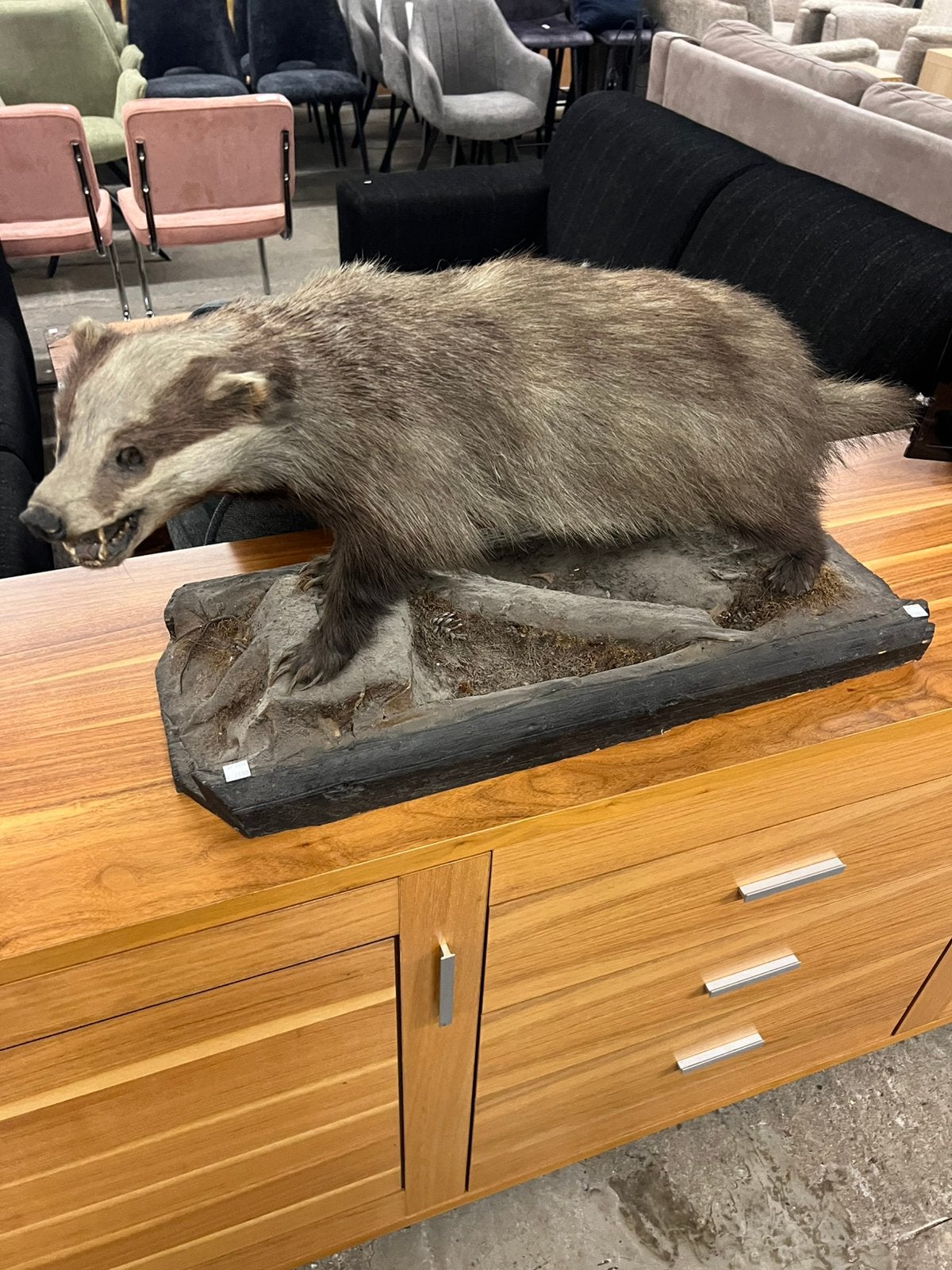 Taxidermie das, Ophalen of Verzenden