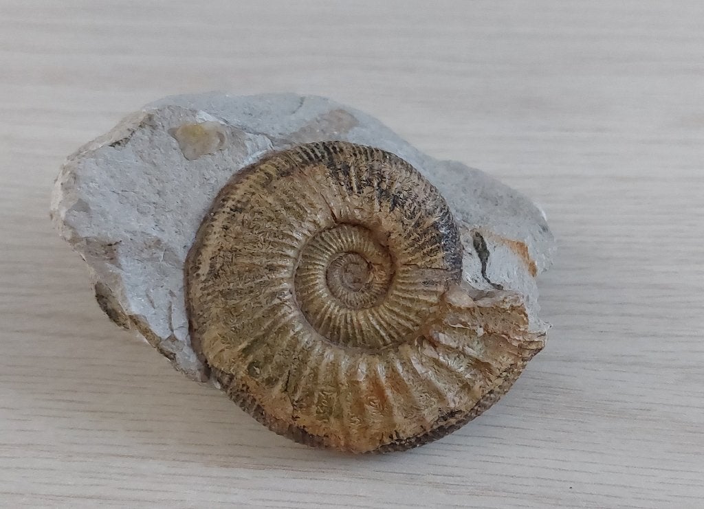 Fossiel ammoniet, Verzamelen, Mineralen en Fossielen, Ophalen of Verzenden, Fossiel