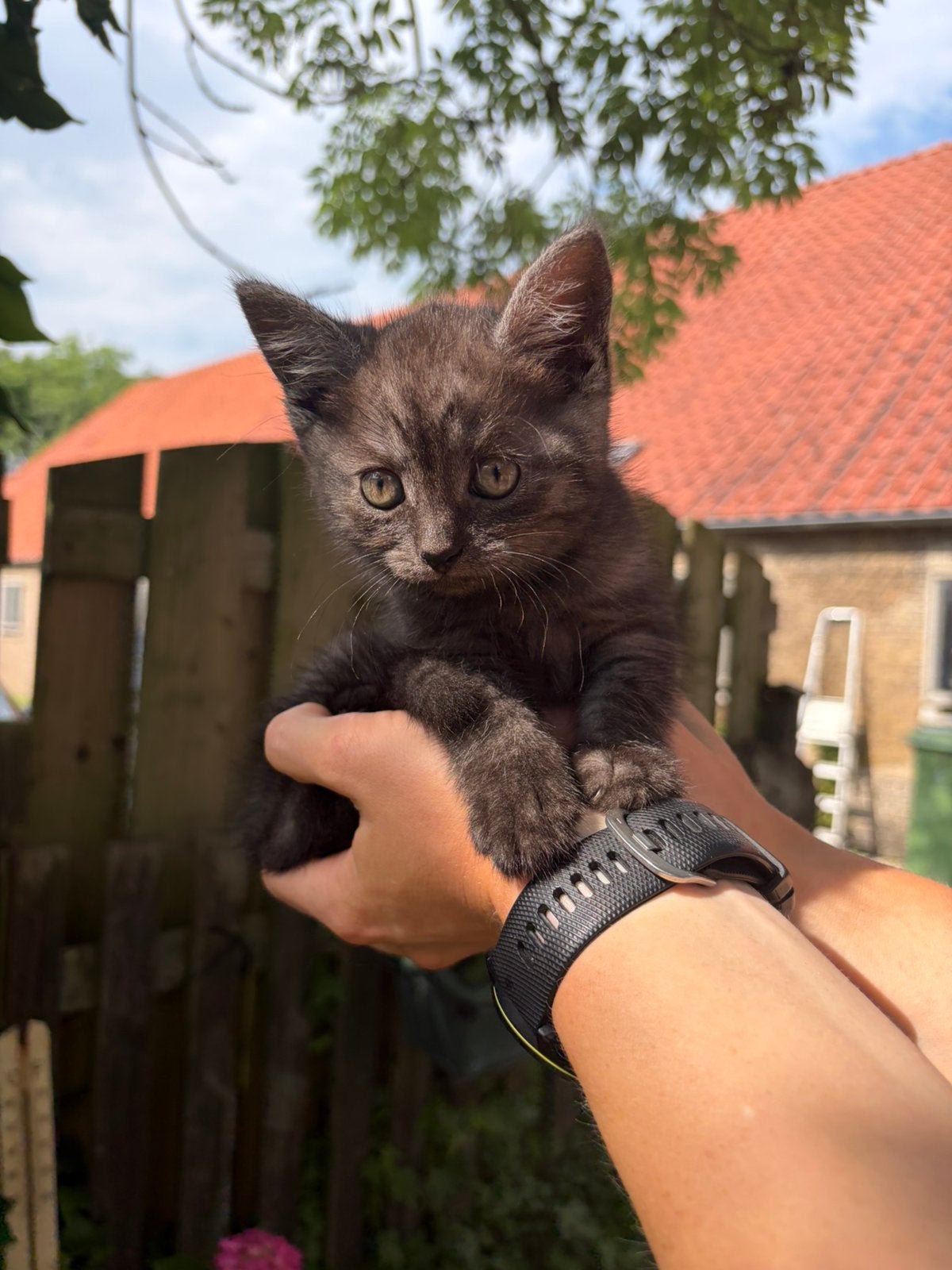 Lieve kittens te koop, Meerdere dieren