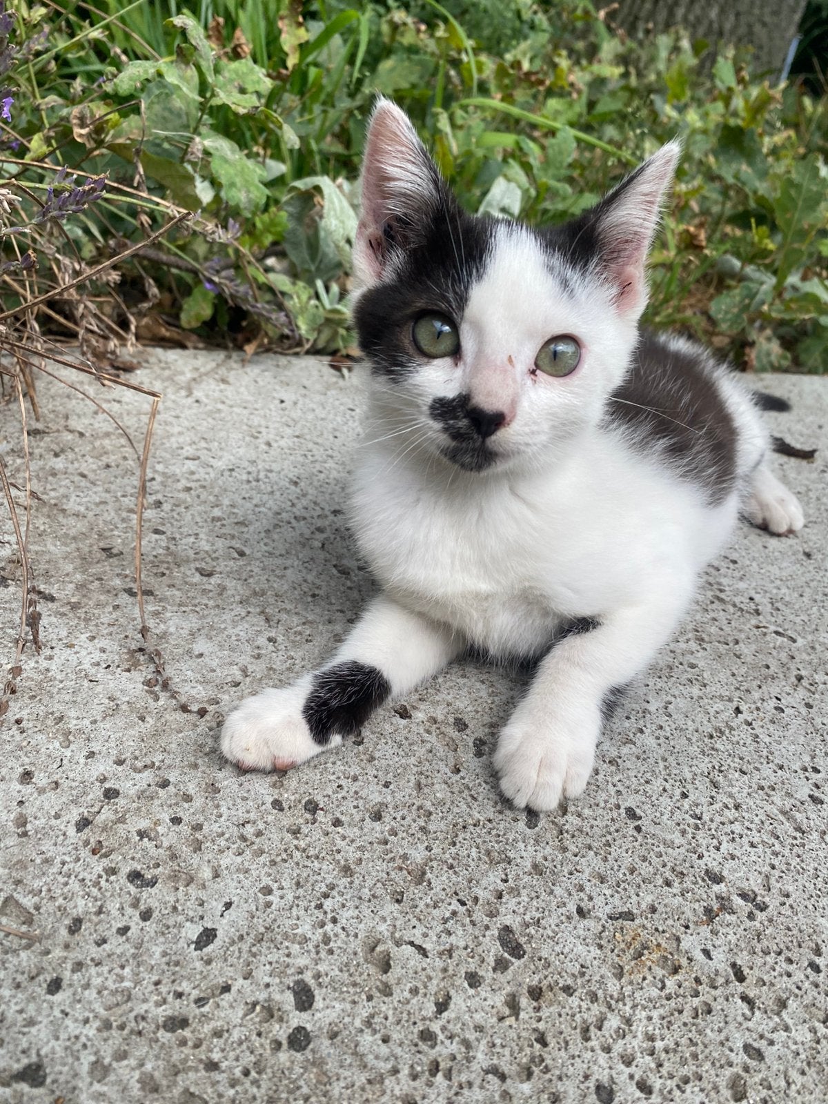 Kittens, Dieren en Toebehoren, Katten en Kittens | Overige Katten