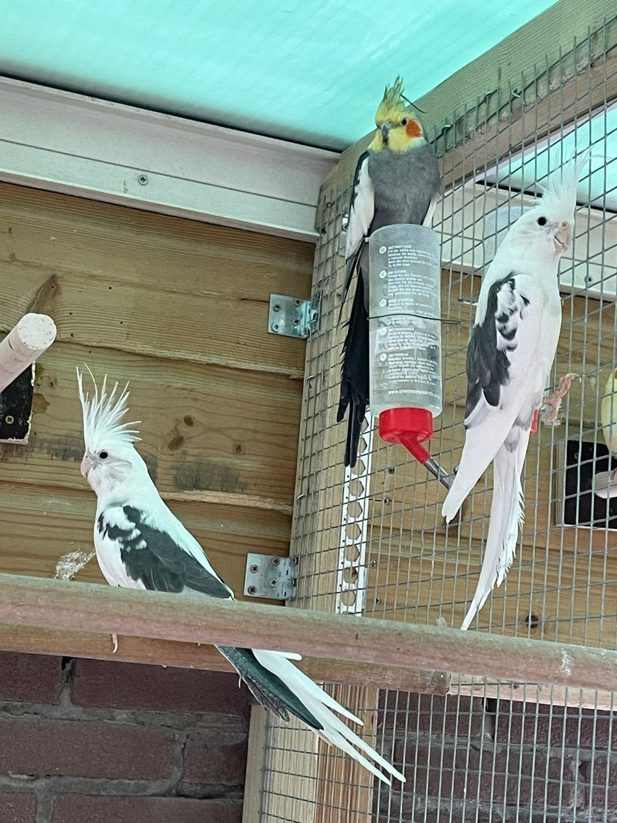 Gezocht  paar koppel bonte wit kop valkparkieten, Dieren en Toebehoren, Meerdere dieren, Parkiet, Geringd