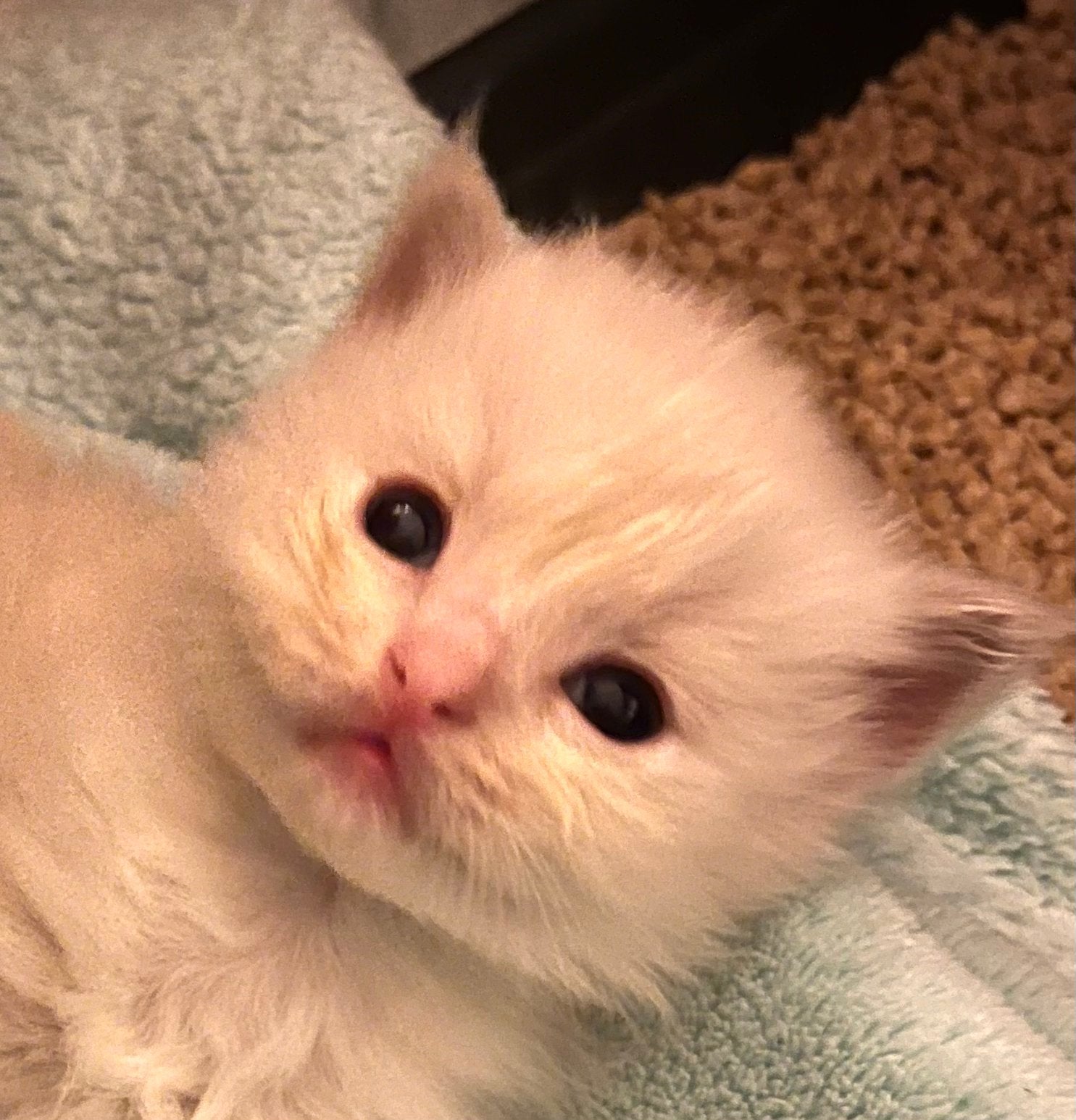 Ragdollkittens met stamboom, getest, zeldzame kleuren, fawn, Meerdere dieren, Langharig, 0 tot 2 jaar