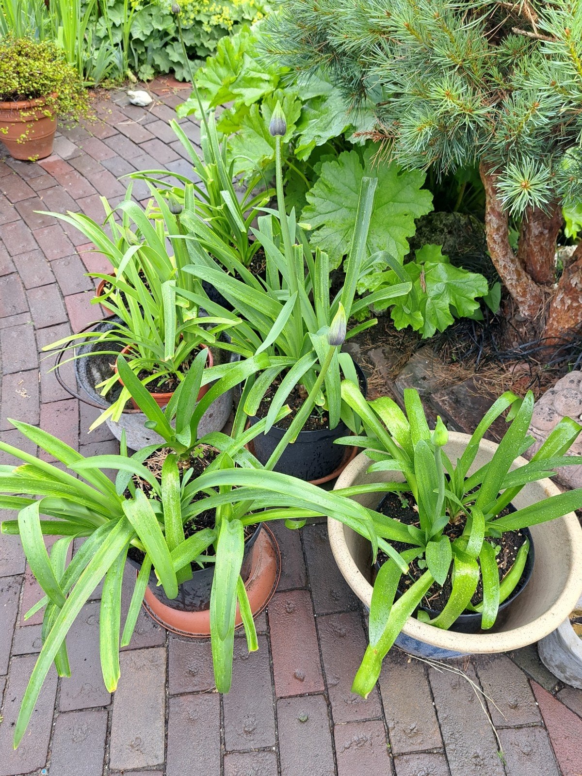 Mooie grote agapanthus planten., Ophalen, Overige soorten, Volle zon