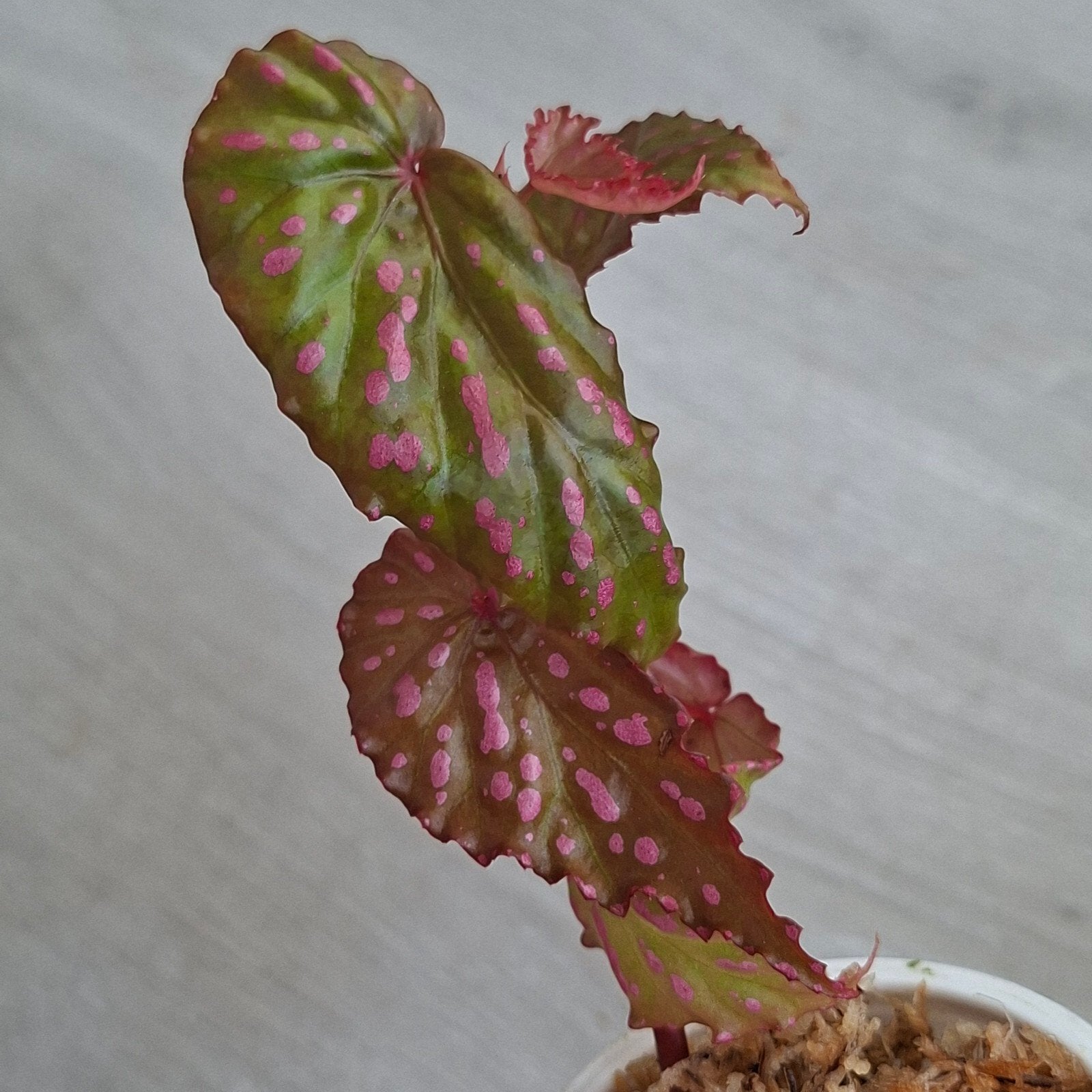 Begonia Negrosensis plant, Ophalen of Verzenden, Halfschaduw, Minder dan 100 cm