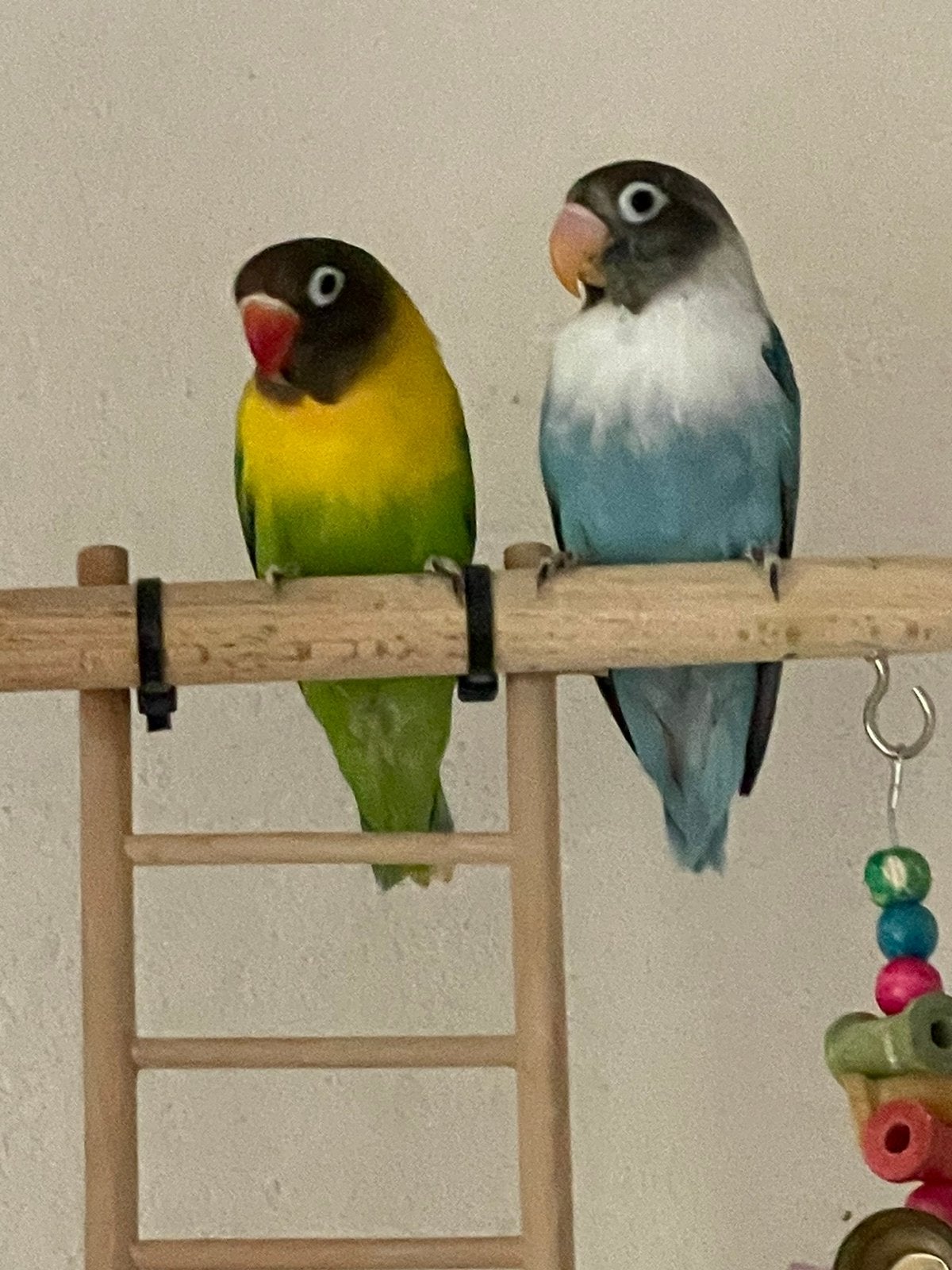 Agapornis Dwergpapegaai Lovebird Handtam, Meerdere dieren, Dwergpapegaai of Agapornis, Tam