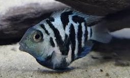Blue Polar Parrot 10 euro, Vis