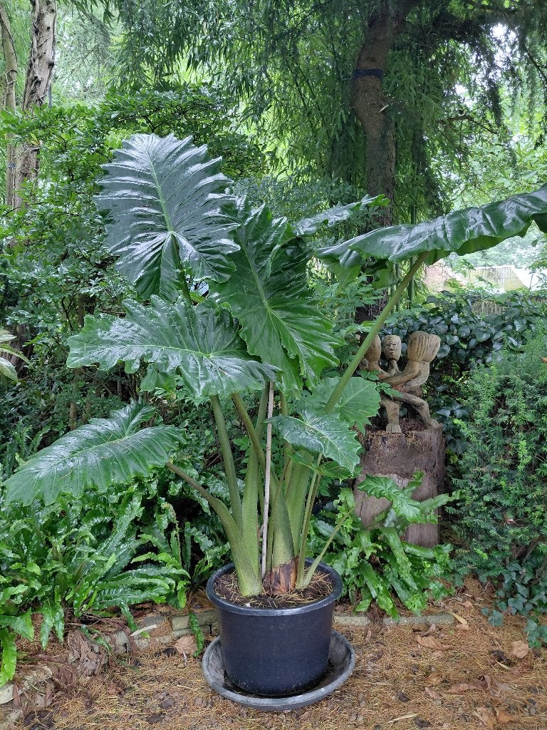 alocasia portadora, Ophalen, Overige soorten, Volle zon