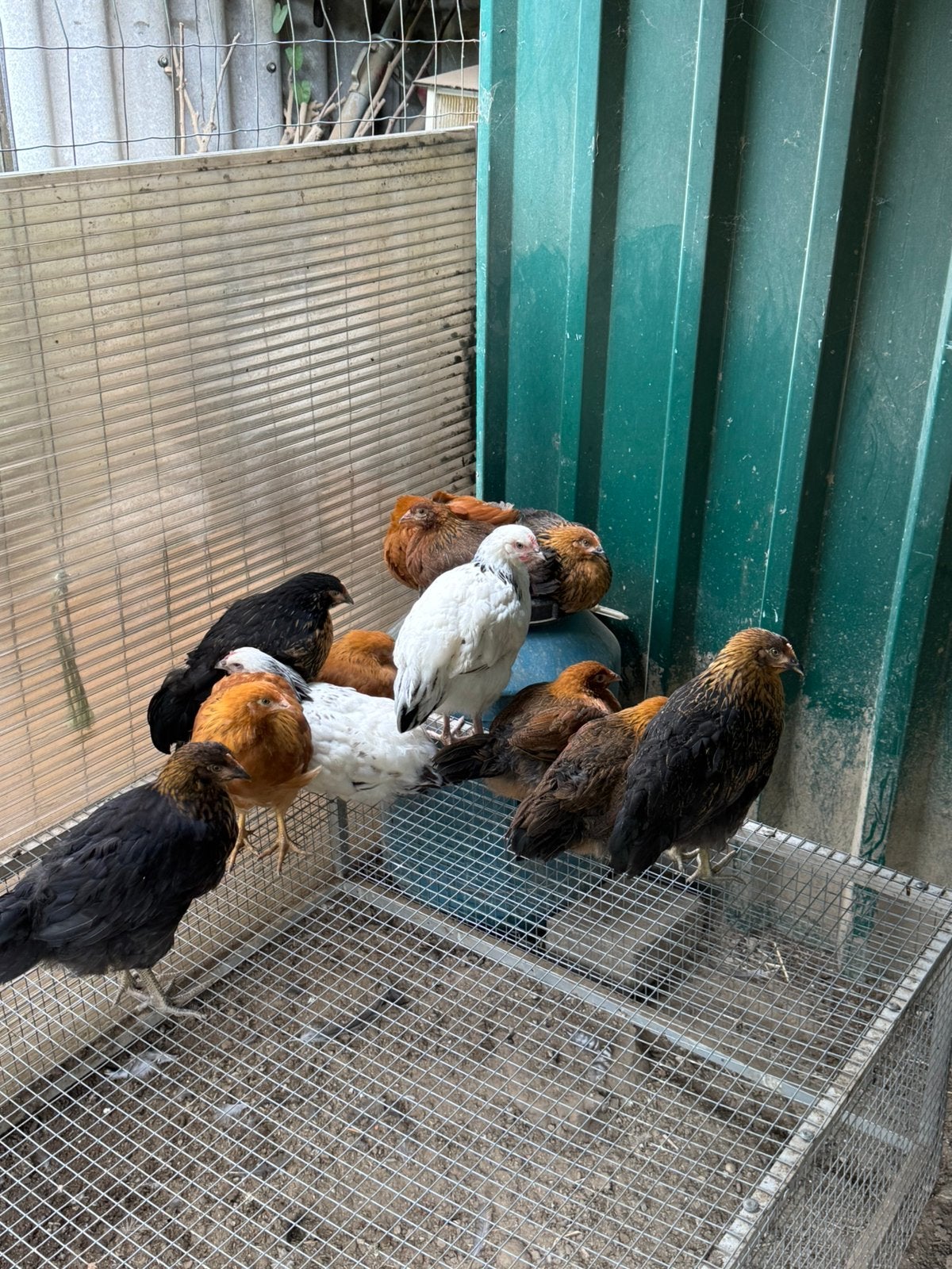 Jonge kruising hennetjes te koop., Vrouwelijk, Kip