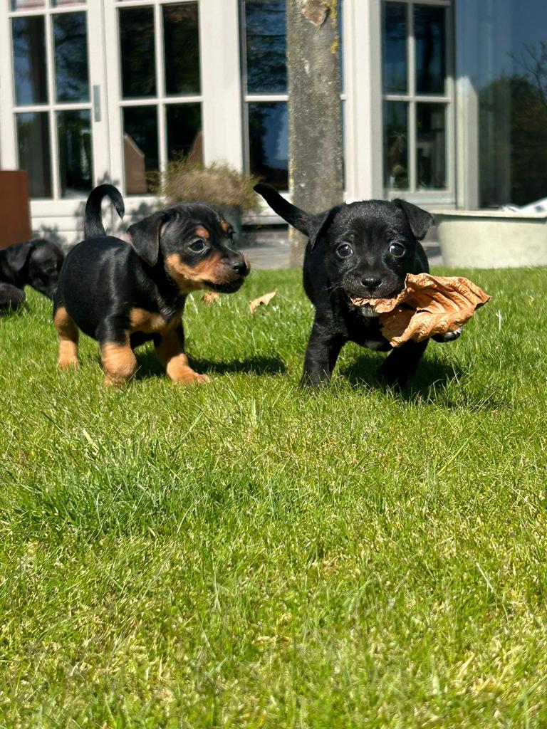 Jack Russel Pups, Dieren en Toebehoren, Honden | Jack Russells en Terriërs, Jack Russell Terriër, 8 tot 15 weken, Meerdere dieren