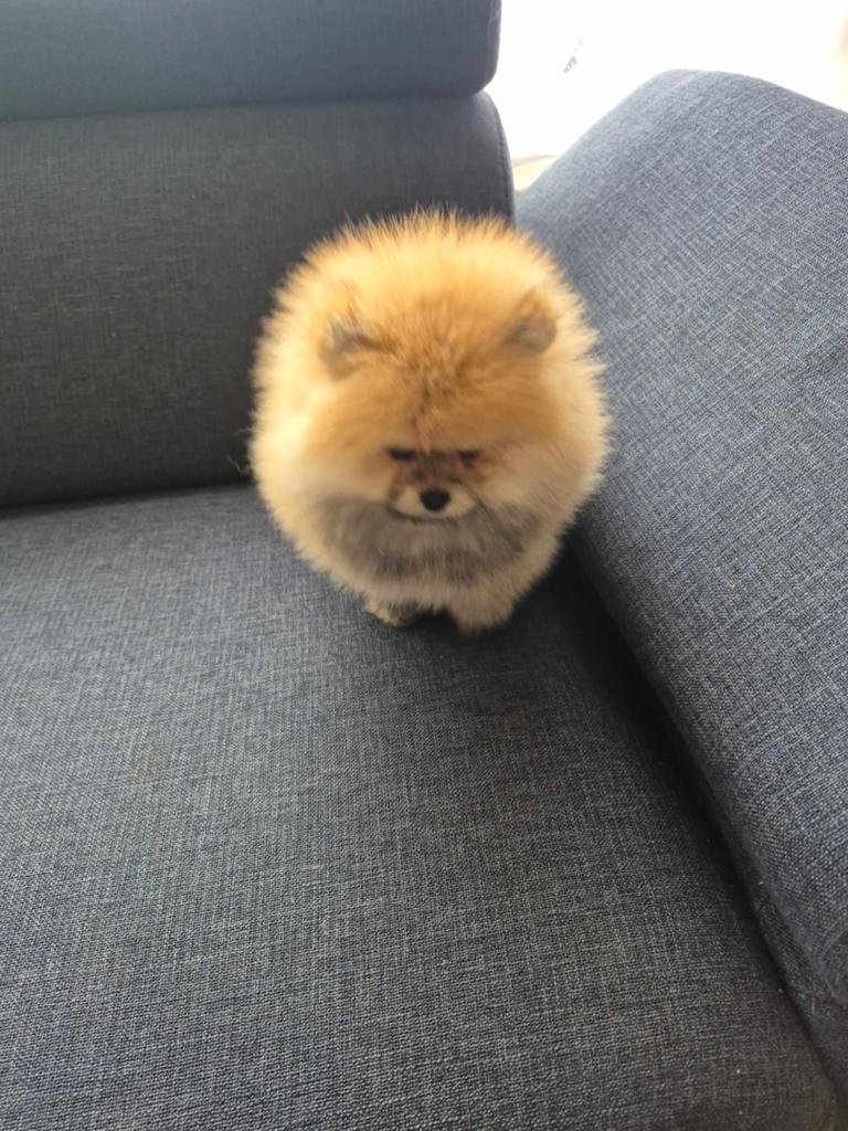 Mini Pomeriaan, Dieren en Toebehoren, Honden | Chihuahua's en Gezelschapshonden, Particulier, Rabiës (hondsdolheid), 15 weken tot 1 jaar