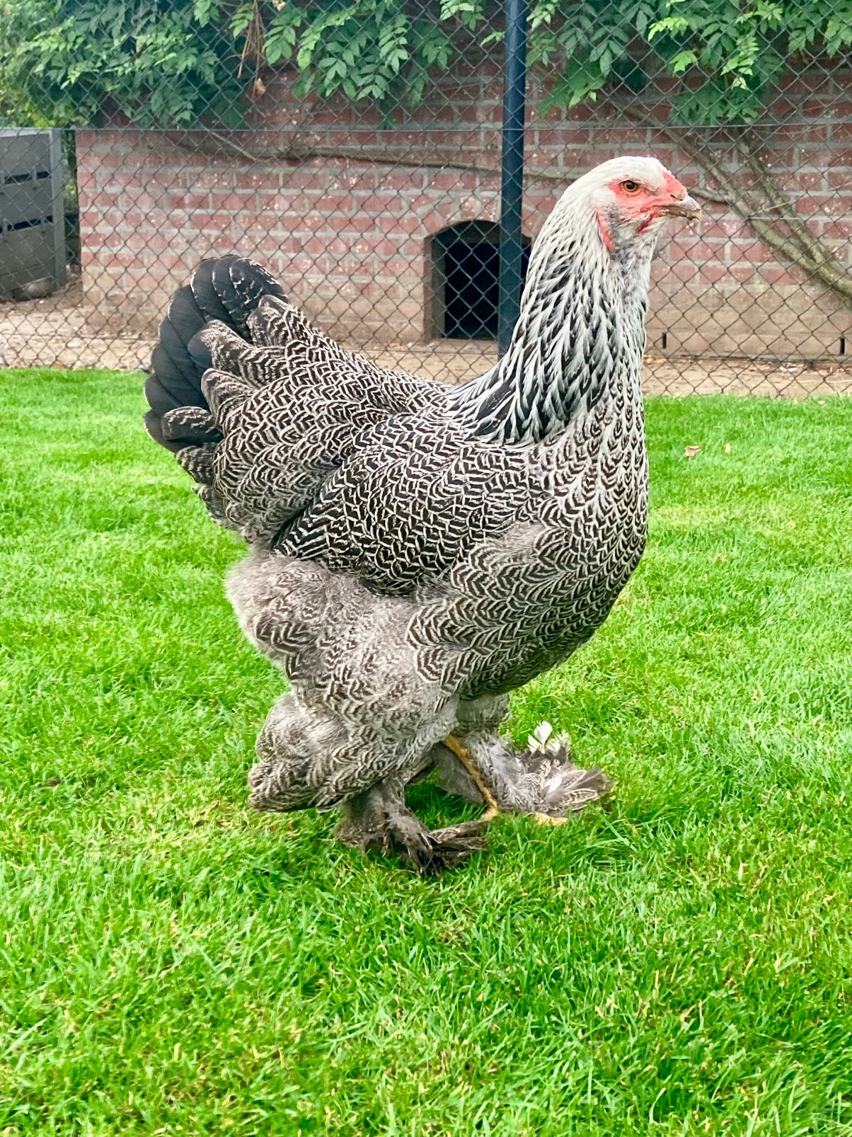 Brahma meerzomige zilver patrijs, Dieren en Toebehoren, Meerdere dieren, Kip