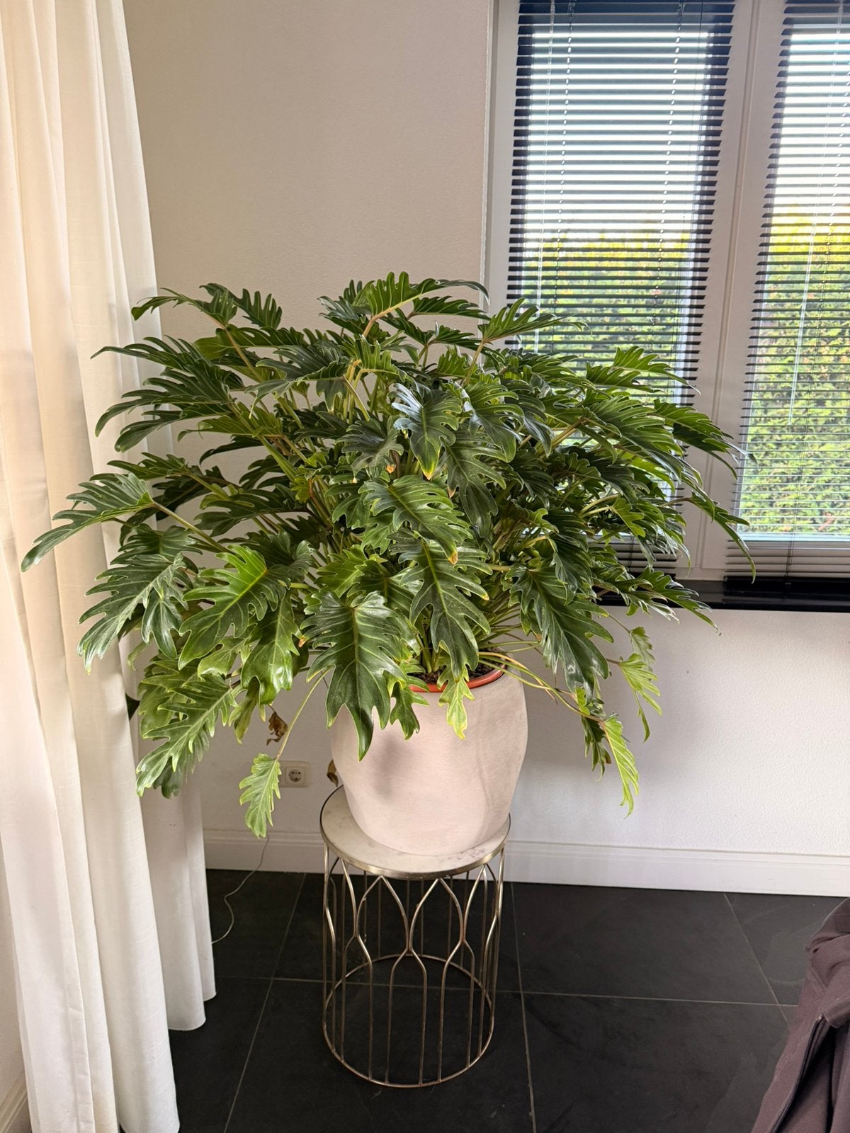 Grote volle plant Thaumatophyllum / Philodendron, Ophalen, 100 tot 150 cm, Overige soorten, Halfschaduw