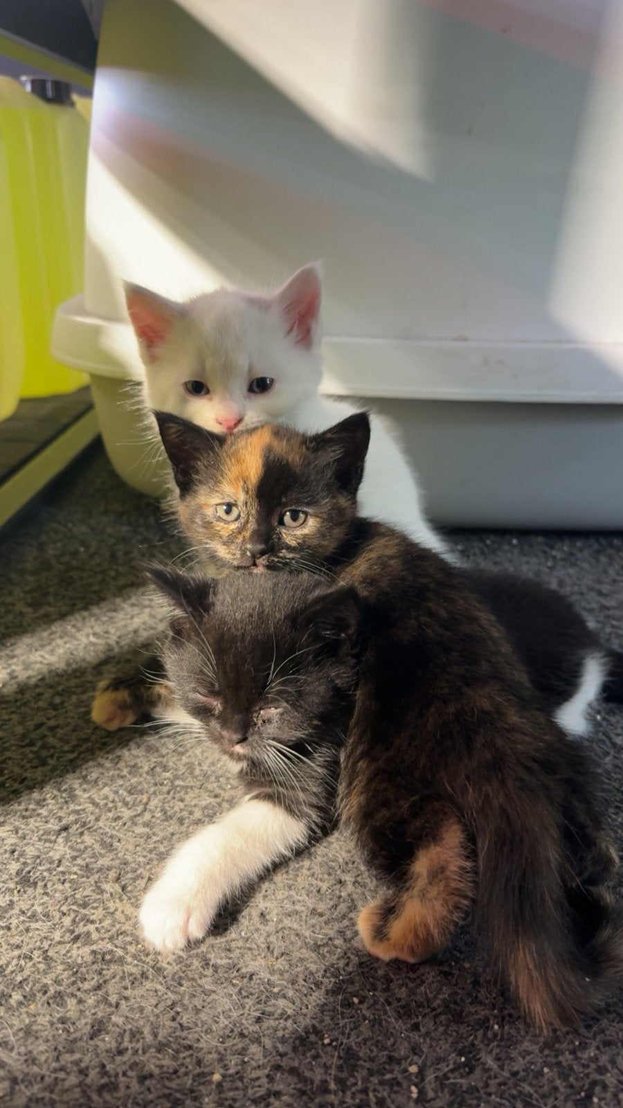 Britse korthaar kittens – 7 weken oud – te reserveren, Dieren en Toebehoren, Meerdere dieren
