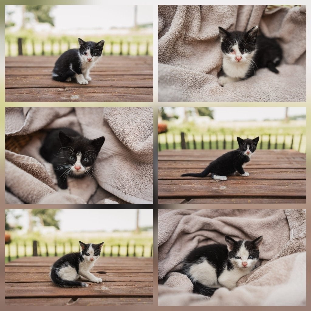 Te koop: prachtige schattige kittens / poesjes!, Meerdere dieren, Kortharig, 0 tot 2 jaar