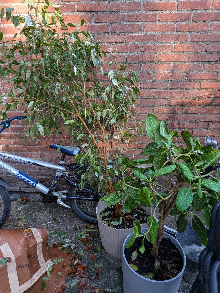 Planten, Ophalen, Gebruikt