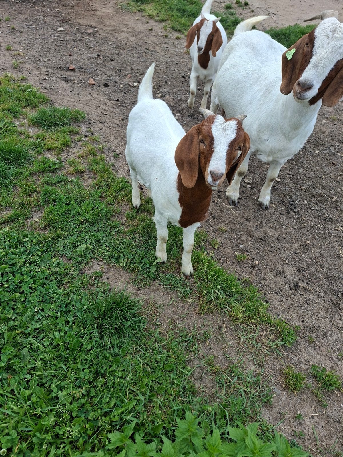 Te koop Jonge boergeiten en bokken, Meerdere dieren, Schaap