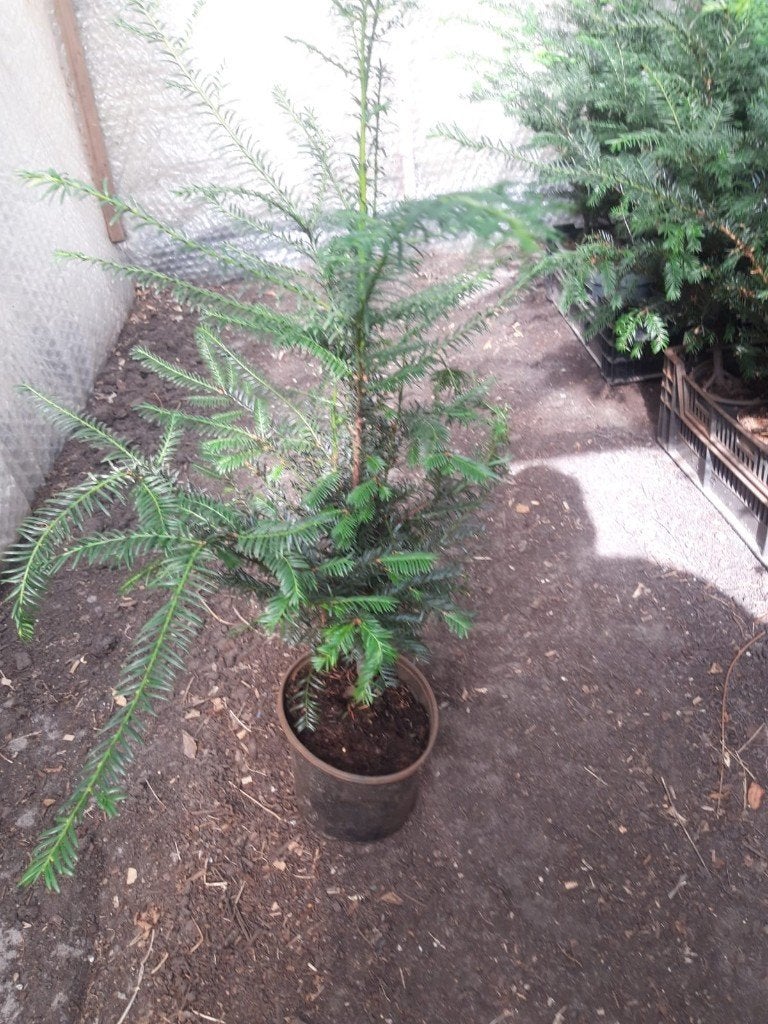 Taxus Baccata 30/40 cm in pot, Ophalen, Taxus, Haag, Minder dan 100 cm