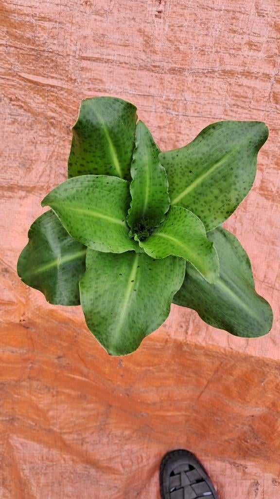 Terrasplant.ananasplant,kuiflelie, eucomis, Ophalen, Overige soorten, Volle zon