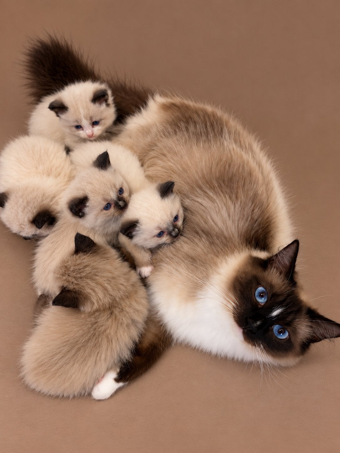 Ragdoll kittens, Dieren en Toebehoren, Meerdere dieren, Gechipt, 0 tot 2 jaar