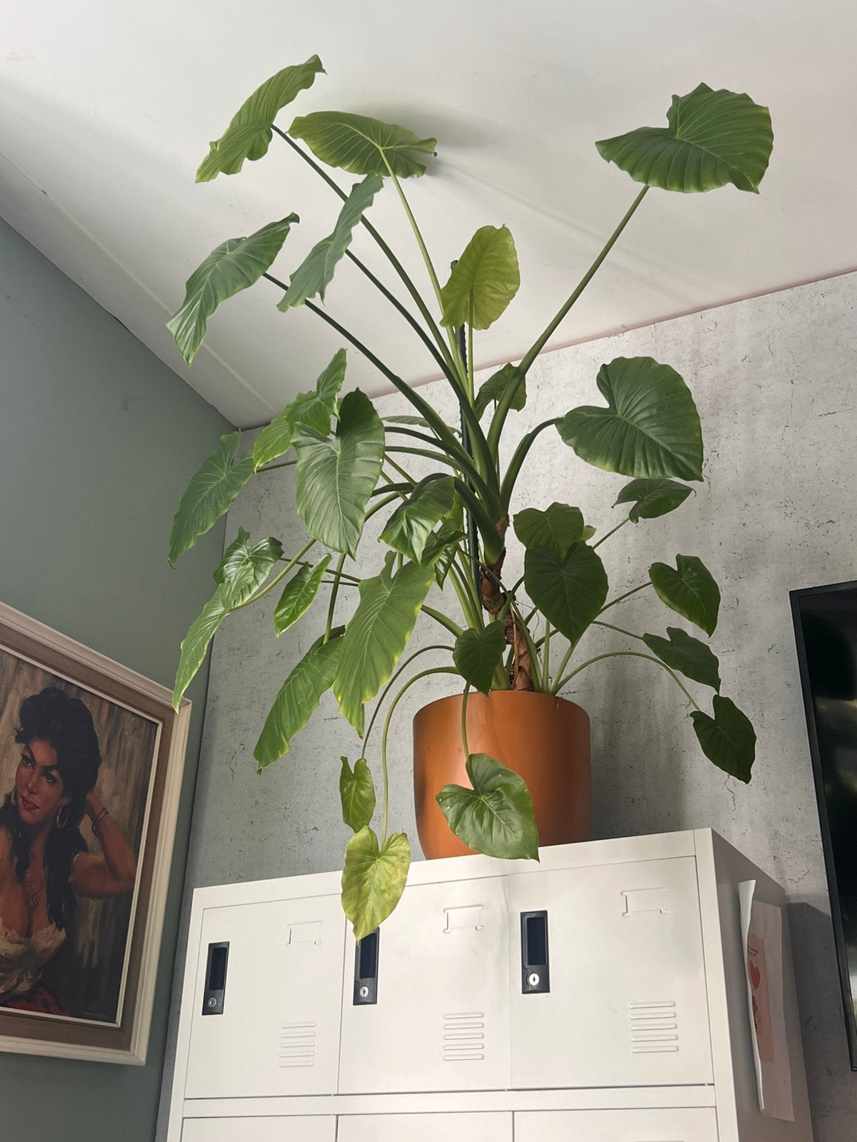 Grote Alocasia / Olifantsoor incl.  grote pot – ca. 125 cm, Huis en Inrichting, Ophalen, 100 tot 150 cm, Overige soorten, Halfschaduw