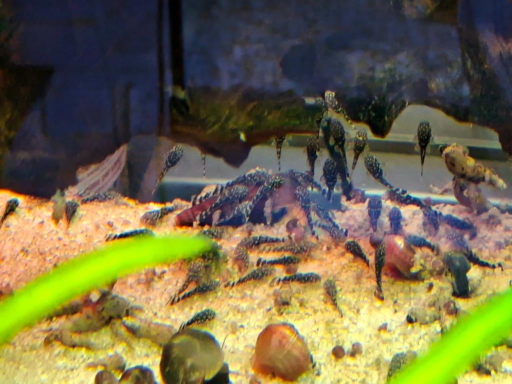 jonge Ancistrus Dolichopterus algeneters, Dieren en Toebehoren, Vissen | Aquariumvissen, Vis, Zoetwatervis