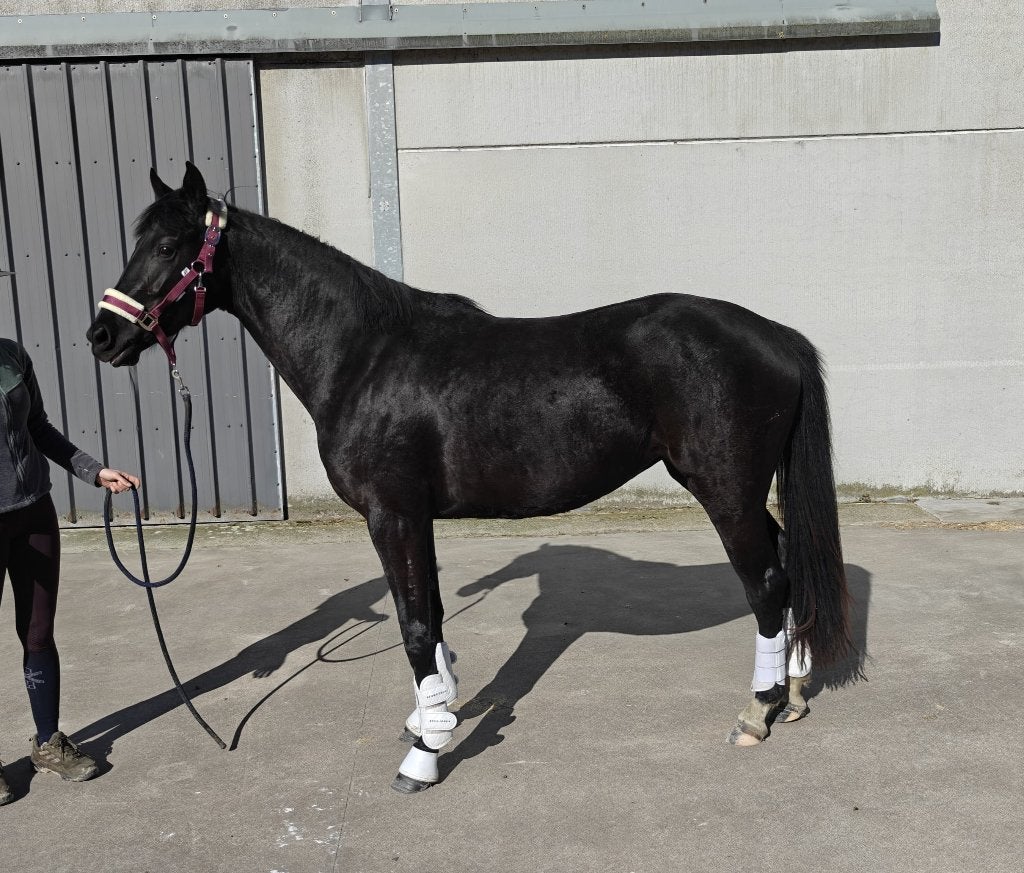 Zwarte Santiano merrie 2023, Dieren en Toebehoren, Merrie, Met stamboom, Dressuurpaard, 3 tot 6 jaar