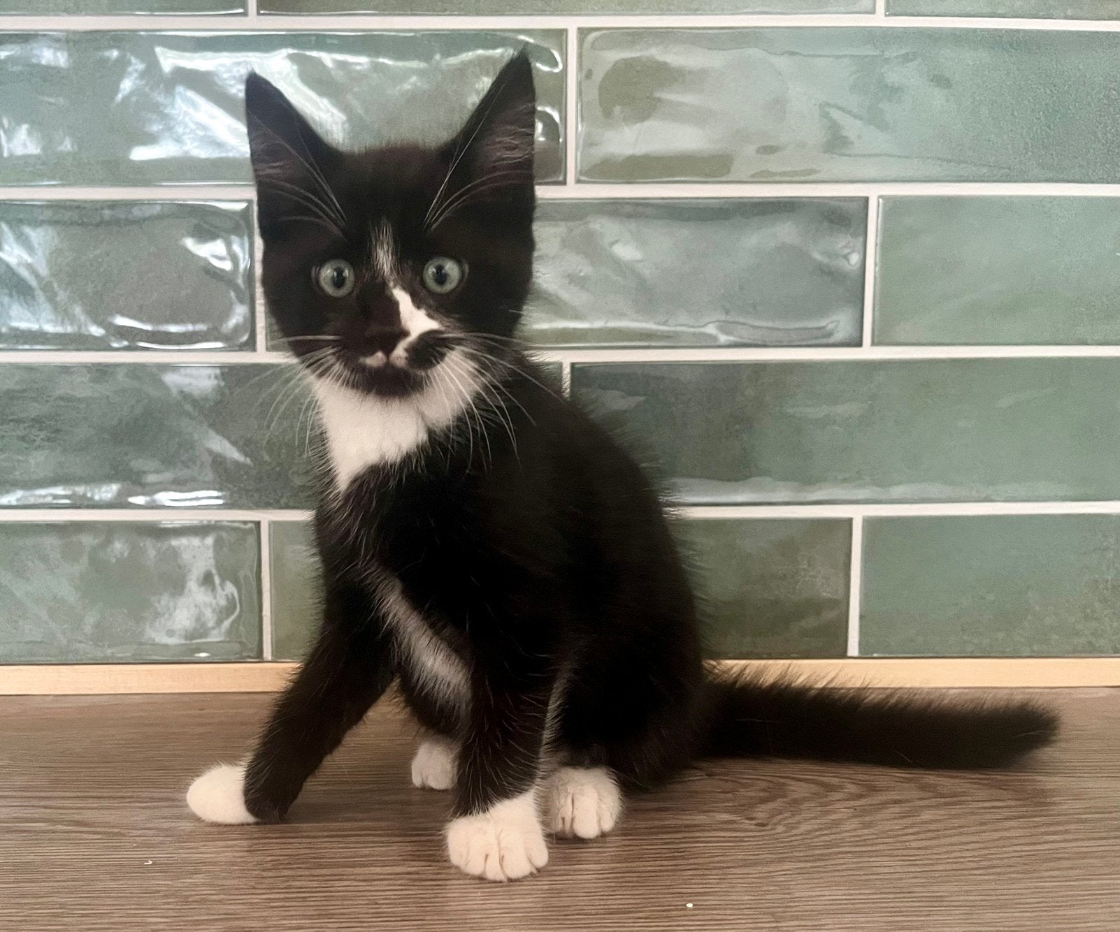 Maine Coon x europees kater, Dieren en Toebehoren, Katten en Kittens | Raskatten | Korthaar, Kater, Gechipt