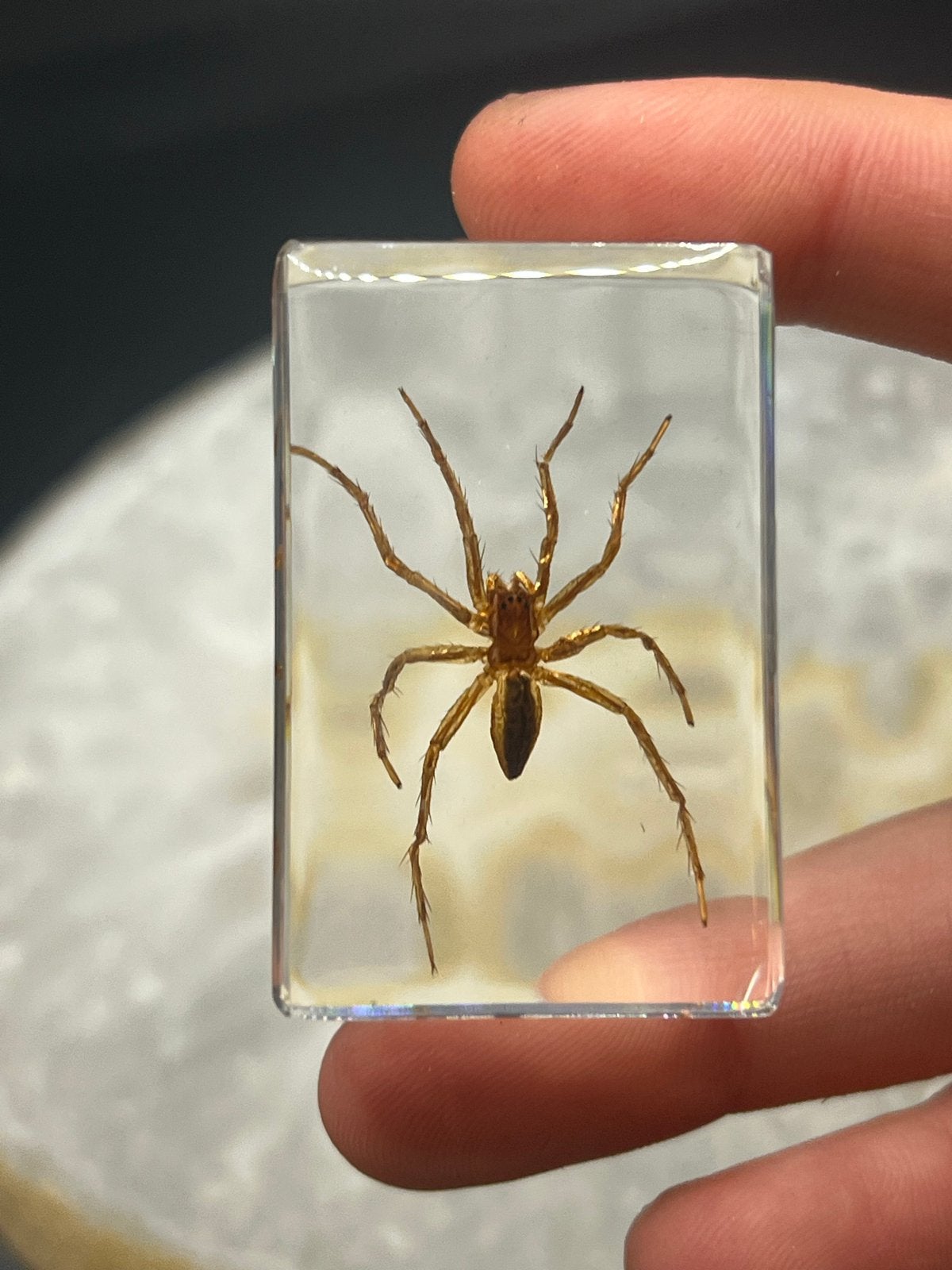 Insectenblok in Hars – Spin – 5 x 3 cm, Overige soorten