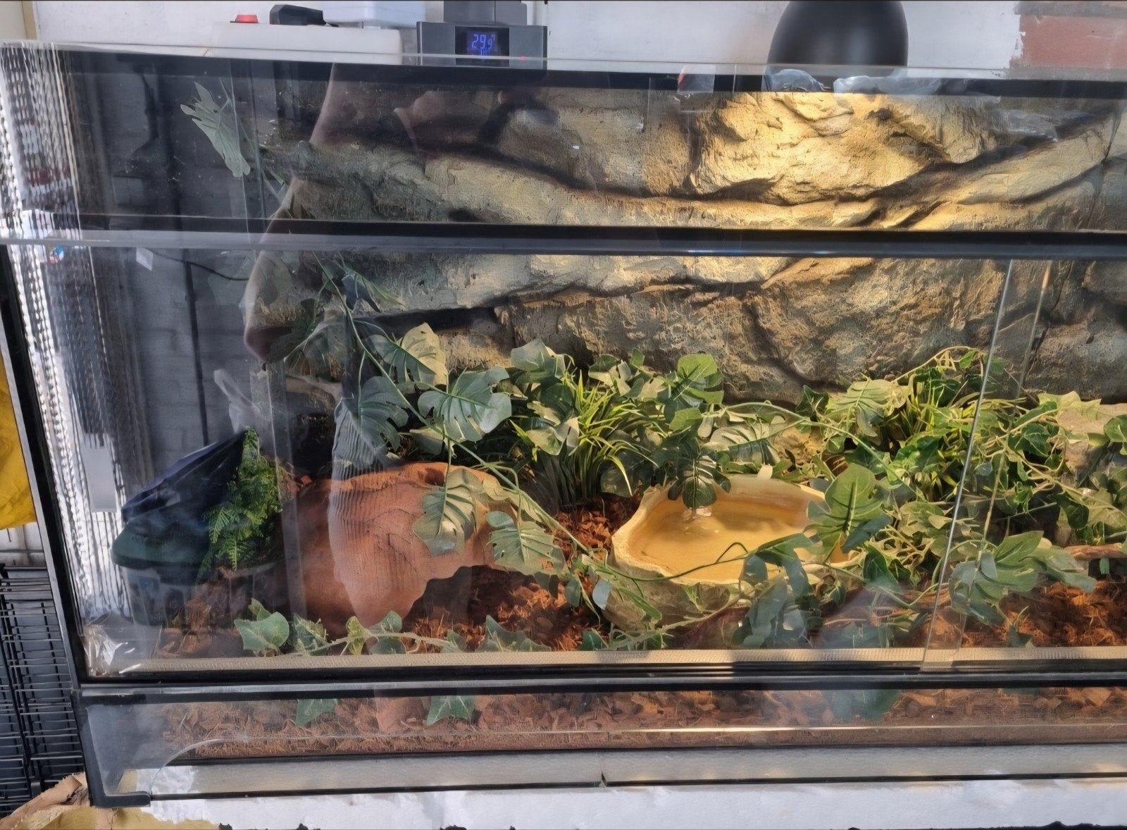 Koningspython (Python regius) + terrarium en toebehoren Ball Python photo 3