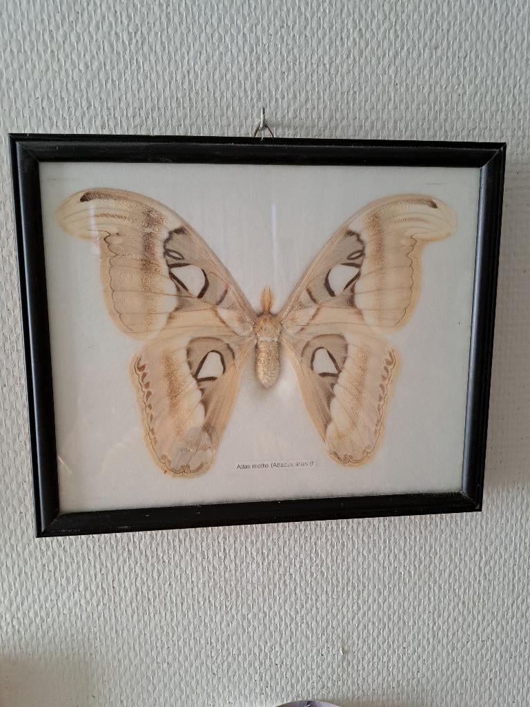 vlinders, Verzamelen, Dierenverzamelingen, Ophalen of Verzenden, Zo goed als nieuw, Insect, Opgezet dier