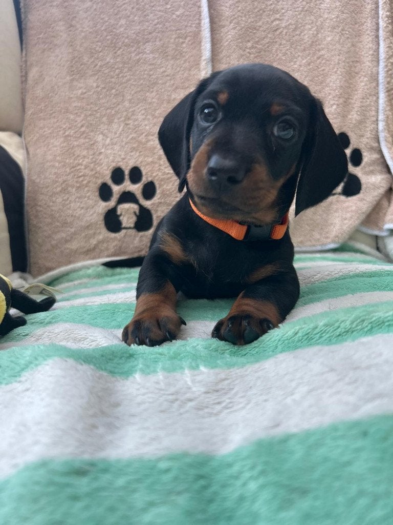 Te koop: geweldig nestje standaard korthaar teckels pups., Parvo, Standaard, 8 tot 15 weken, Korthaar