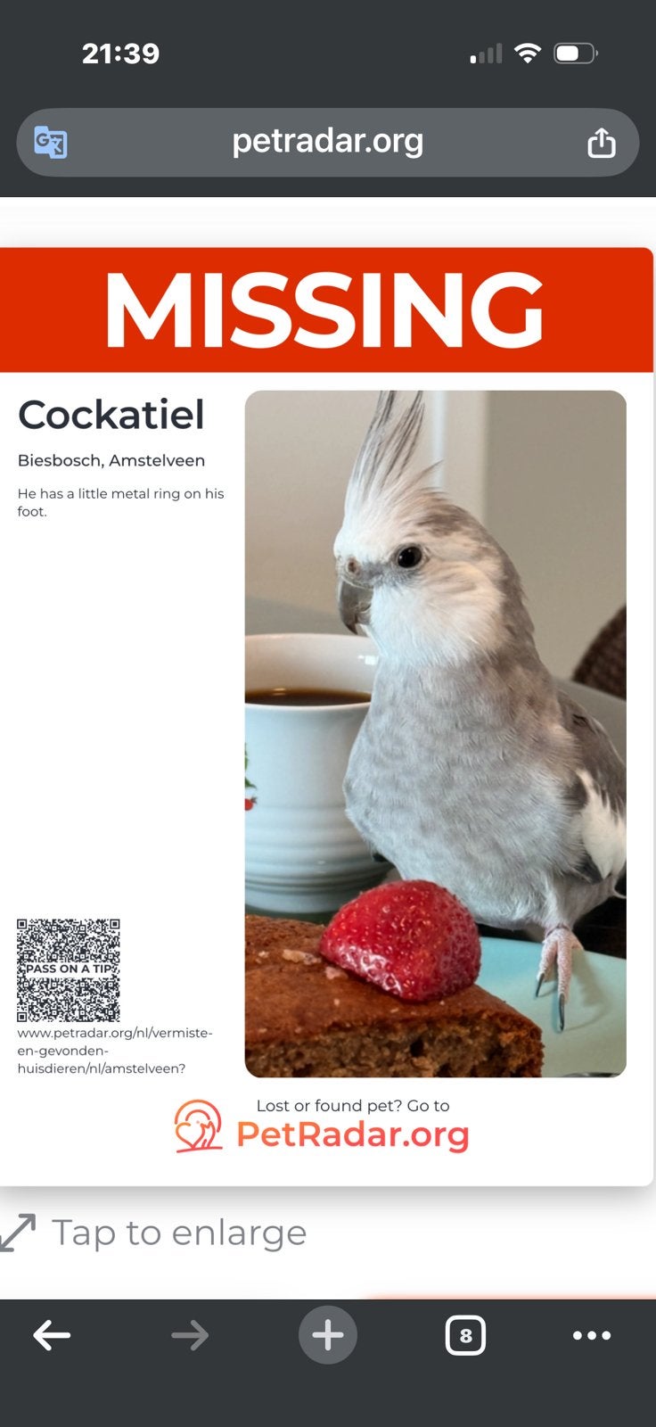 Lost cockateil, Vogel