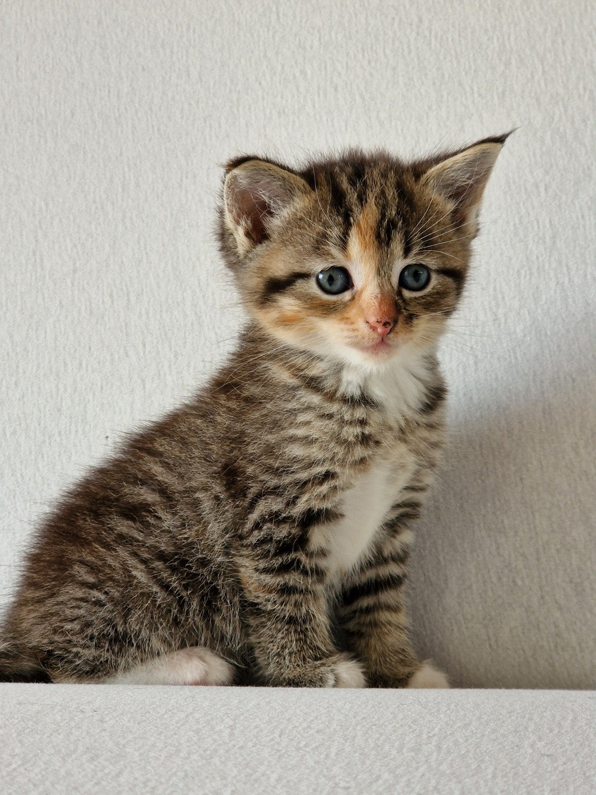 Lieve kittens, Dieren en Toebehoren, Katten en Kittens | Overige Katten, Meerdere dieren