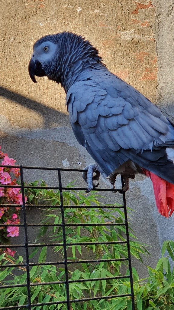 Te Koop prachtige Grijze Roodstaart man en vrouw., Dieren en Toebehoren, Vogels | Parkieten en Papegaaien, Meerdere dieren, Papegaai
