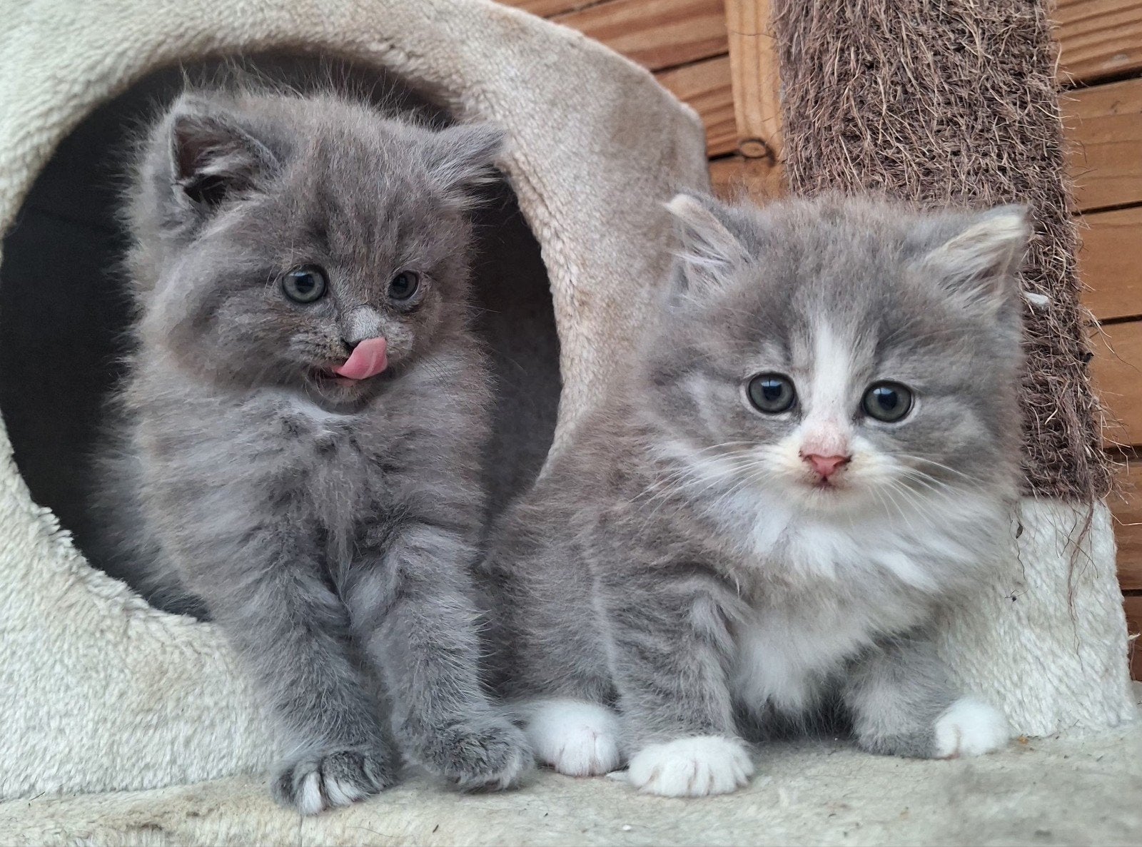 Prachtige jong katten, Kater, Ontwormd, 0 tot 2 jaar