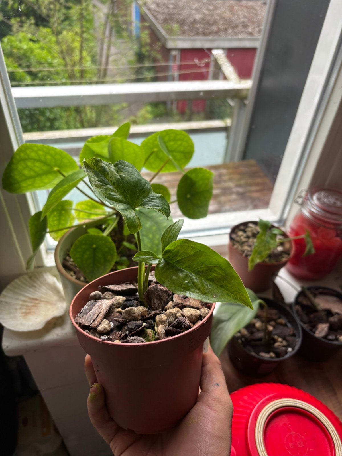 Syngonium Mottled Mojito #3, Huis en Inrichting, Kamerplanten, Ophalen, In pot, Minder dan 100 cm, Volle zon