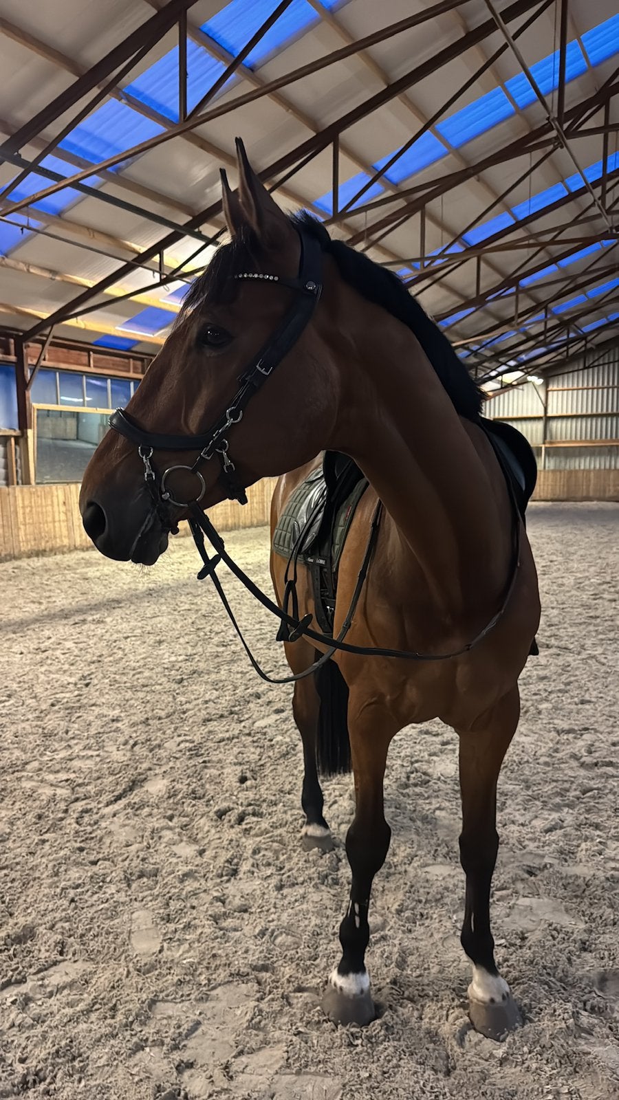 Lease paard aangeboden / leaser gezocht, Dieren en Toebehoren, Ophalen