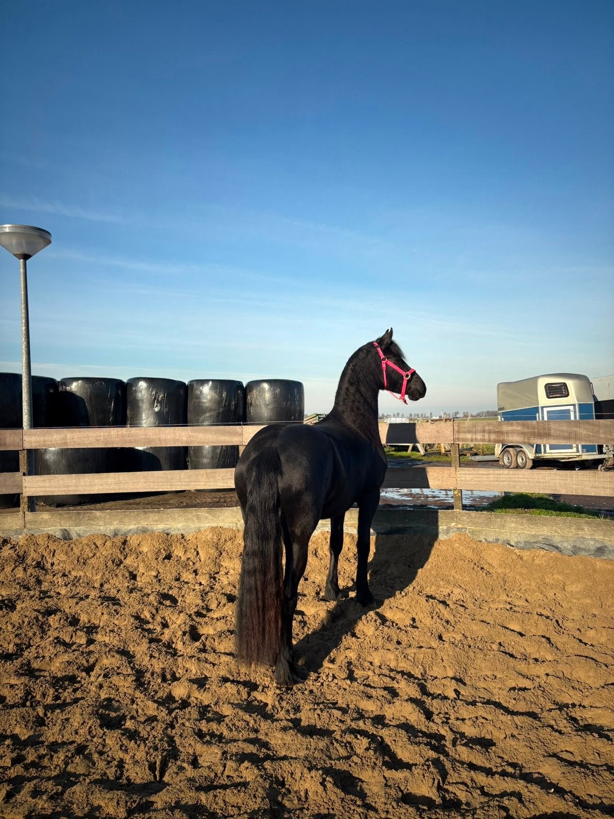 Friese merrie, Dieren en Toebehoren, Paarden